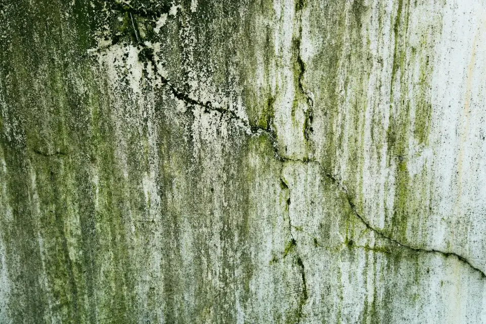 Our Commitment to a Mold-Free St. Joseph